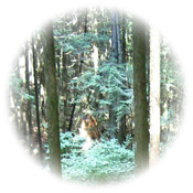 Kanaka Regional Park (Maple Ridge)