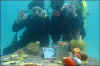 HaftSeenUnderPersianGulfKish-BBC.jpg (9692 bytes)