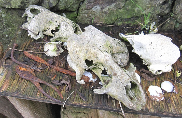 bones