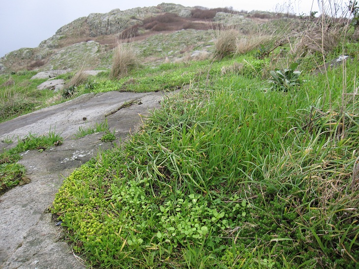 greenery