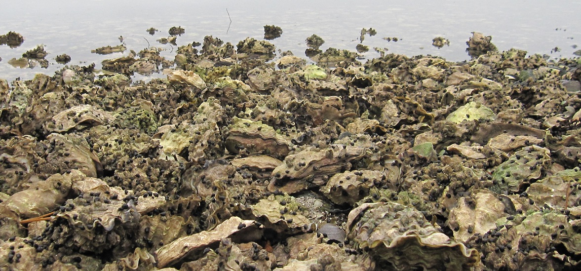 oysters