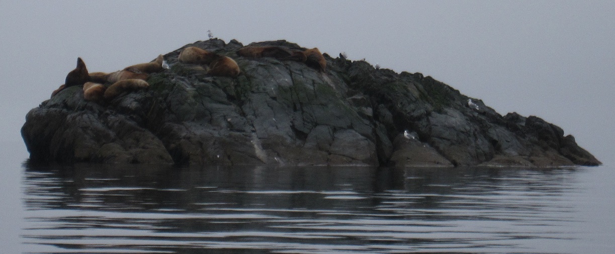 sealion2