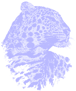 blue leopard